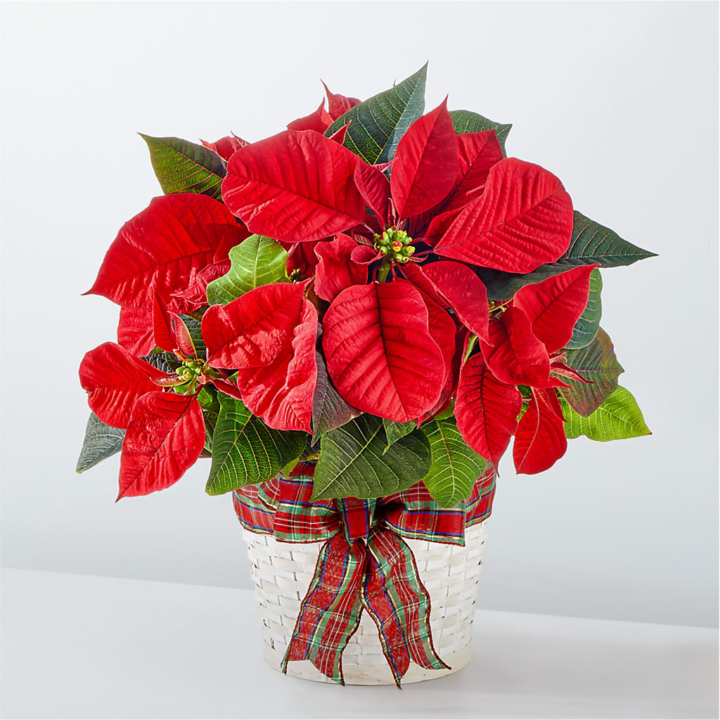 Happiest Holidays Poinsettia – Heavenly Flowers, San Bernardino CA