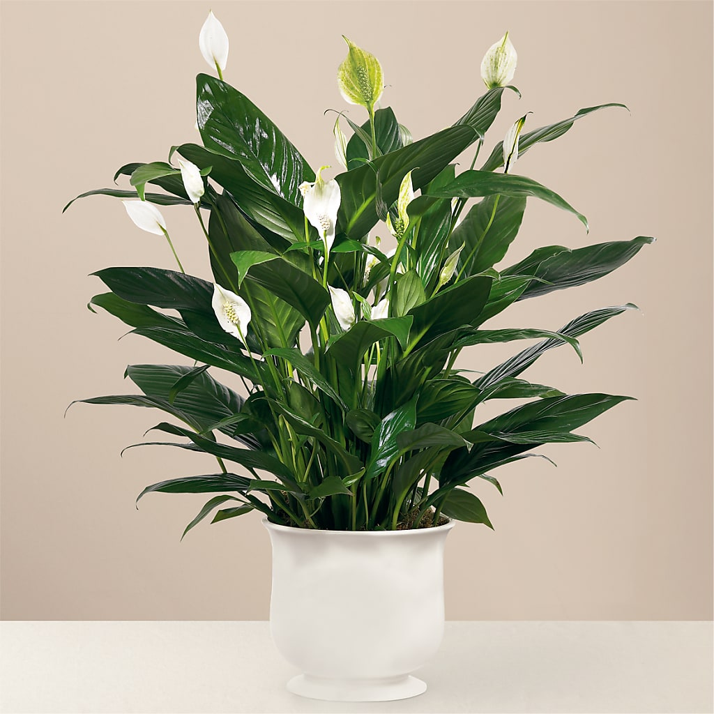 Comfort Planter – Heavenly Flowers, San Bernardino CA