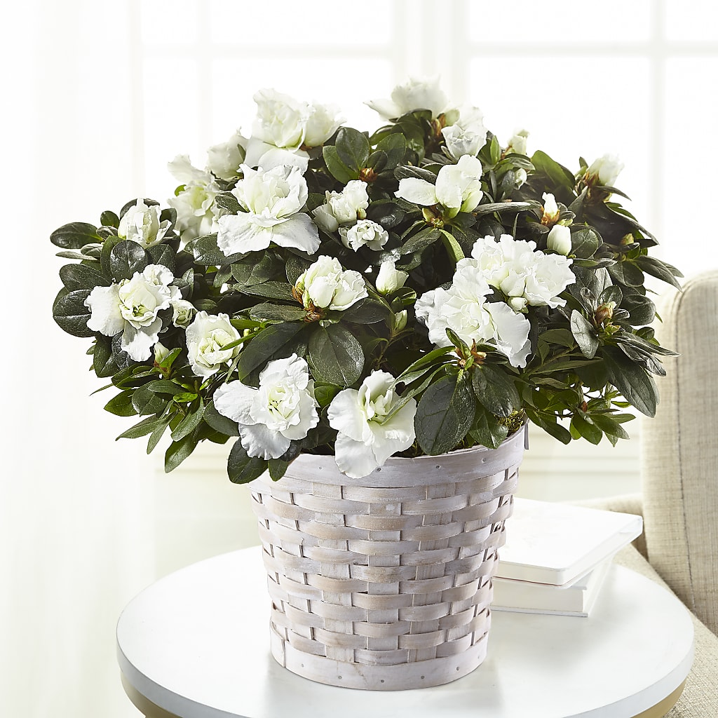 White Azalea Plant – Heavenly Flowers, San Bernardino CA
